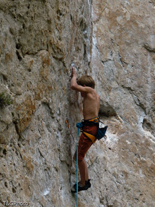 Arachnide 7c